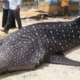 A Whale Shark at the Shores of Malacca?! - World Of Buzz 4