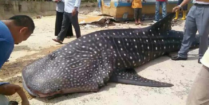 A Whale Shark at the Shores of Malacca?! - World Of Buzz 4