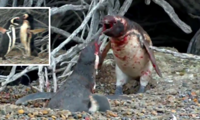 Penguin Comes Home To Find Wife Cheating With Another Male, Starts Bloodbath - World Of Buzz