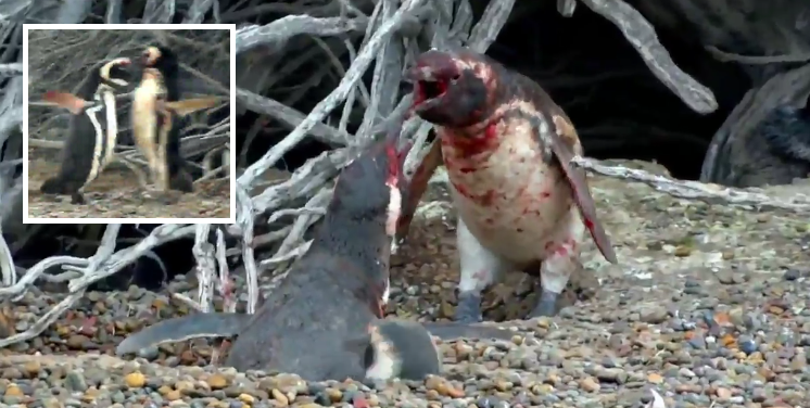 Penguin Comes Home To Find Wife Cheating With Another Male, Starts Bloodbath - World Of Buzz