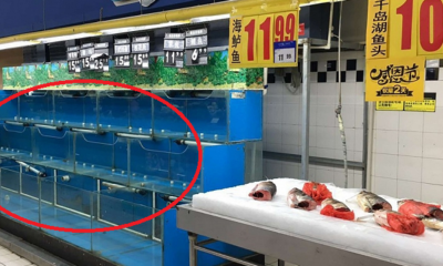 The Mystery of Beijing's Disappearing Fish - World Of Buzz 7