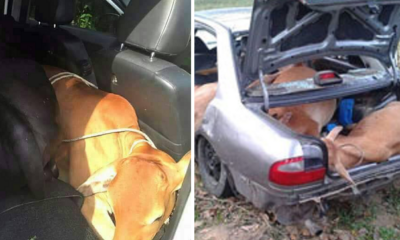 Malaysian Thieves Tries To Steal Two Cows By Shoving Them Into Perodua Car! - World Of Buzz