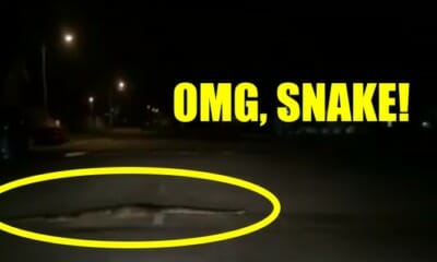 Massive Python Slithering Around In Subang Jaya Caught On Video, Residents Freaking Out - World Of Buzz 2