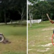 Netizens Enraged By Malaysian Man Mercilessly Running Over And Torturing Monitor Lizard - World Of Buzz