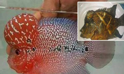 Newly Employed Indon Maid Takes Instruction Too Literally, Fried Employer's Pet Luohan Fish - World Of Buzz 5