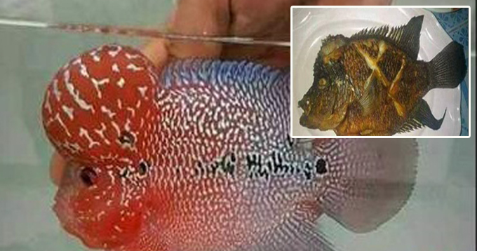 Newly Employed Indon Maid Takes Instruction Too Literally, Fried Employer's Pet Luohan Fish - World Of Buzz 5