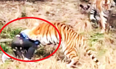 Chinese Man Horrifyingly Mauled to Death by Tiger in Zoo in Hour-Long Attack - World Of Buzz 3