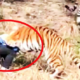 Chinese Man Horrifyingly Mauled to Death by Tiger in Zoo in Hour-Long Attack - World Of Buzz 3