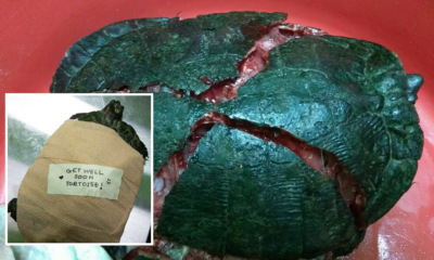 Cruel Man trampled and cracked tortoise shell. - World Of Buzz 5