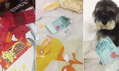 Dog In Malaysia Goes Viral After Owner Comes Home To Ang Pows Being Destroyed - World Of Buzz 6
