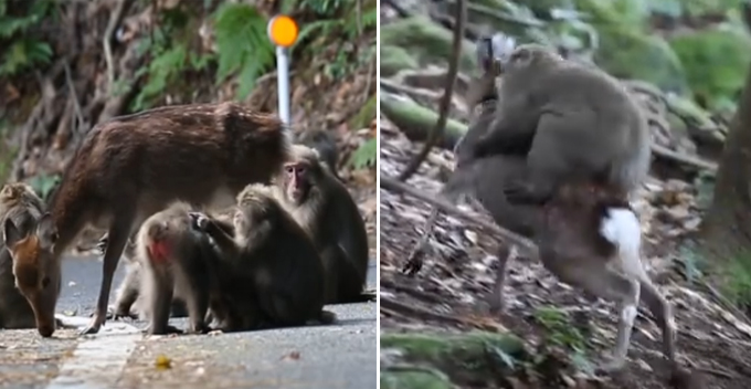 Horny Japanese Monkey Caught Mounting On A Deer To Make Love - World Of Buzz 3