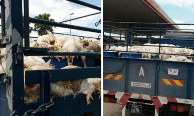 Malaysian Lorry Carrying Dead Chickens, Allegedly Sold For RM 2 Per Bird - World Of Buzz