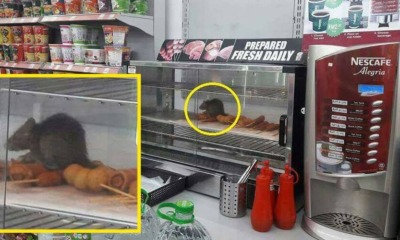 Malaysians Infuriated With 7-Eleven After Pictures of Rats Sitting In Food Warmer Went Viral - World Of Buzz