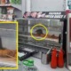 Malaysians Infuriated With 7-Eleven After Pictures of Rats Sitting In Food Warmer Went Viral - World Of Buzz