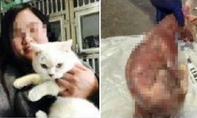 Pet Shop Declines A Refund, Cold-blooded Owner Skinned Cat And Left It Outside Pet Shop - World Of Buzz 6