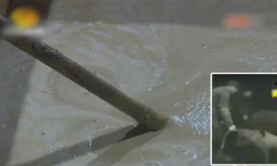 Pig Seller Force Fed 10 Kilos Of Mud Into Each Pig To Increase Their Weight For Better Revenue - World Of Buzz 5