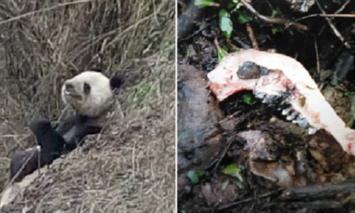 Chinese Villagers Were Shocked To Witness A Panda Savagely Devouring A Goat - World Of Buzz