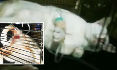 Pregnant Cat Suspected Raped By Man After Genital Found Bleeding Profusely - World Of Buzz 2