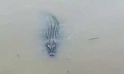 Video Of Crocodile Swimming At Klang River Goes Viral On Social Media - World Of Buzz 2