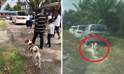 Faithful Dog Chases Behind Funeral Possessions For 3km To Follow Its Deceased Owner - World Of Buzz 1