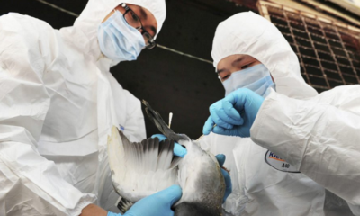 H5N1 Outbreak In Kelantan Continues To Spread, Emergency Declared - World Of Buzz 3