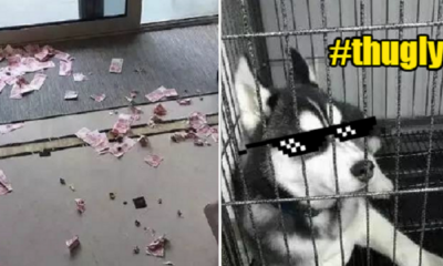 Husky Betrays Its Chinese Owner by Digging Out His Personal Savings Hidden from Wife - World Of Buzz 2