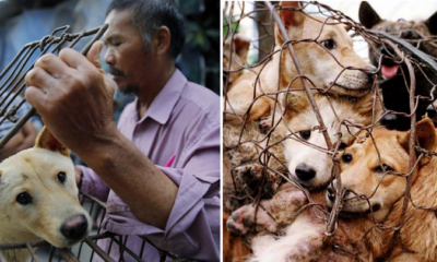 Indonesia's Dog Meat Market is Growing Steadily, Here's Why - World Of Buzz