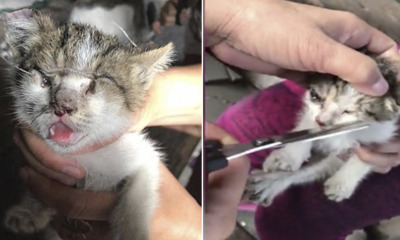 Kitten Found In Excruciating Pain With Its Eyelids, Ears And Nose Sewed Using Thick Cotton Thread - World Of Buzz