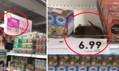 Massive Rat Spotted Just 'Lounging' on Top Shelf in 1 Utama's Aeon - World Of Buzz 4