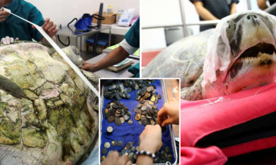 Surgeons Remove 951 Coins From Turtle's Stomach, After Years Of Swallowing Coins Thrown In Pool - World Of Buzz