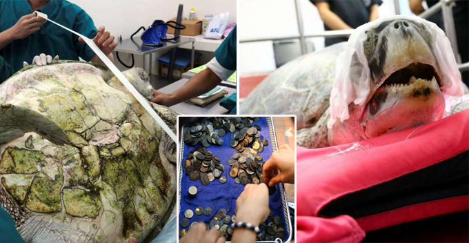 Surgeons Remove 951 Coins From Turtle's Stomach, After Years Of Swallowing Coins Thrown In Pool - World Of Buzz