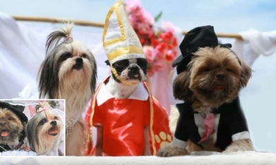 These Adorable Doggies Just Got Married In The Philippines - World Of Buzz 1