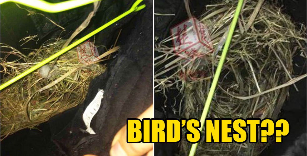 Chinese Student Discovers Bird Nest in Pants After Leaving Them Outside for 2 Weeks - World Of Buzz 4