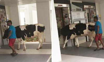Cow Spotted Entering Singapore Apartment's Elevator, Netizens Freak Out - World Of Buzz 5