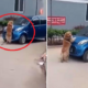 Heroic Dog in Thailand Saves Child from Being Run Over by Car - World Of Buzz 4