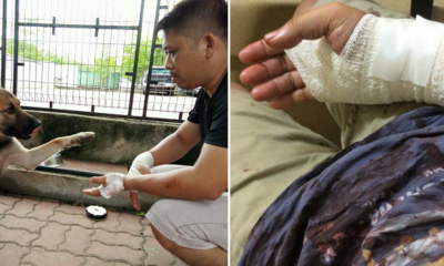 "I Was Thinking About Putting You to Sleep just now" - World Of Buzz 1