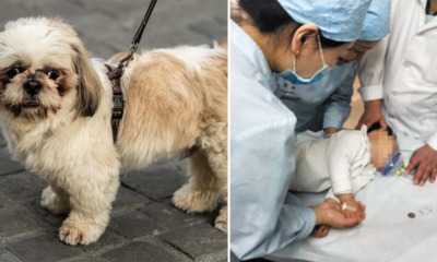 Jealous Dog Bites 2-year-old Baby After Being Hugged by Dog Owner - World Of Buzz