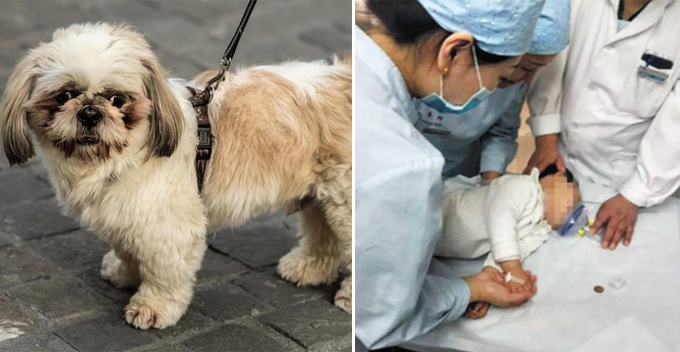 Jealous Dog Bites 2-year-old Baby After Being Hugged by Dog Owner - World Of Buzz