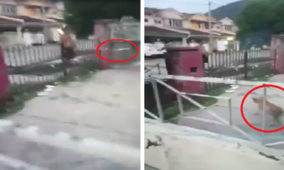 Malaysian Man Shoots Fireworks at Dog Because She Bit Him to Protect Her Puppies - World Of Buzz 2