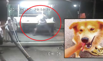 Singaporean Man who Violently Beat Dog Dropped by U.S. Firm - World Of Buzz