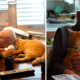 The Relationship Between this 94-Year-Old Man and His Cat Will Make You Smile - World Of Buzz