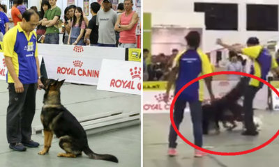Trainer Kicking Dog At Obedience Test Upset Malaysians - World Of Buzz