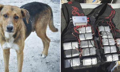 Valiant Dog Sacrifices Itself After Pouncing on Suicide Bomber at Wedding Party - World Of Buzz