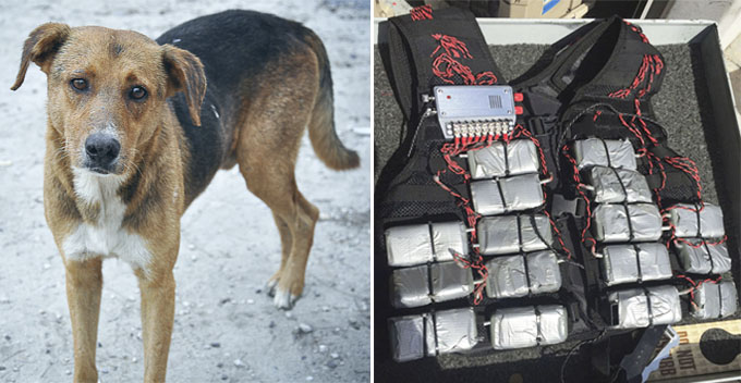 Valiant Dog Sacrifices Itself After Pouncing on Suicide Bomber at Wedding Party - World Of Buzz