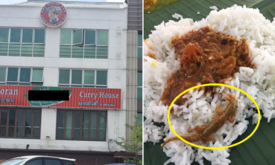 Facebook User Finds a Whole Lizard in Food at Puchong Banana Leaf Restaurant - World Of Buzz 4