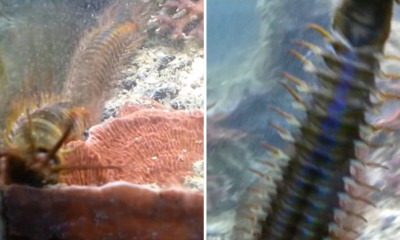 If You Have an Aquarium at Home, You NEED to Read This - World Of Buzz 1