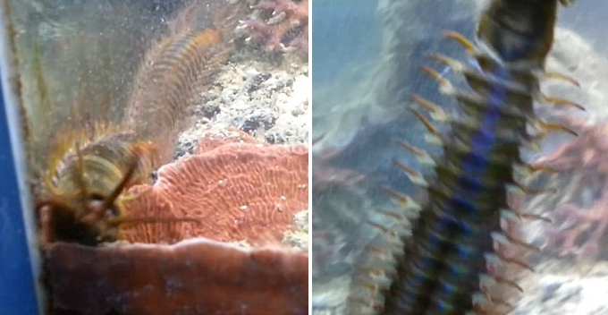 If You Have an Aquarium at Home, You NEED to Read This - World Of Buzz 1