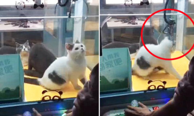 LIVE Cats Replacing Soft Toys Sit Helplessly Inside Claw Machine in China - World Of Buzz
