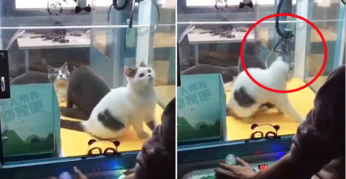 LIVE Cats Replacing Soft Toys Sit Helplessly Inside Claw Machine in China - World Of Buzz
