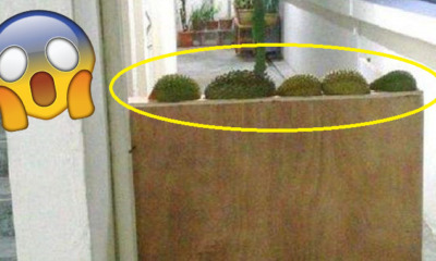 Singaporean Man Builds Wall in Yishun to Ward Off Neighbour From Hell - World Of Buzz